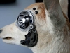 conselho-steampunk-000.jpg